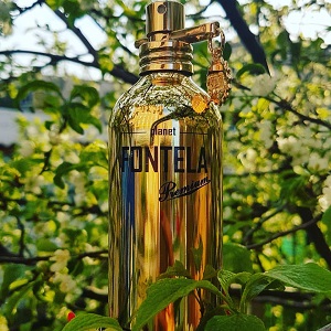 Fontela Premium